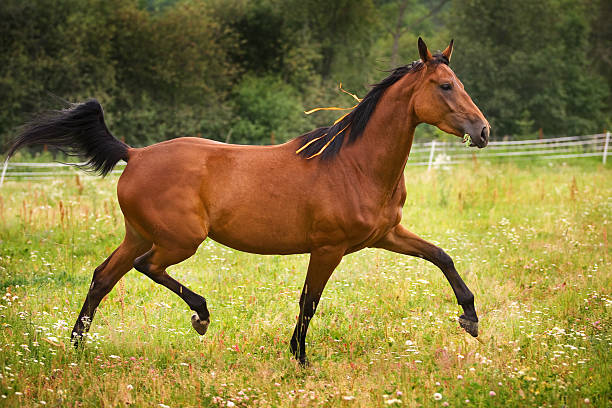 istock Hannoveraner horse walking on grass field 152112061