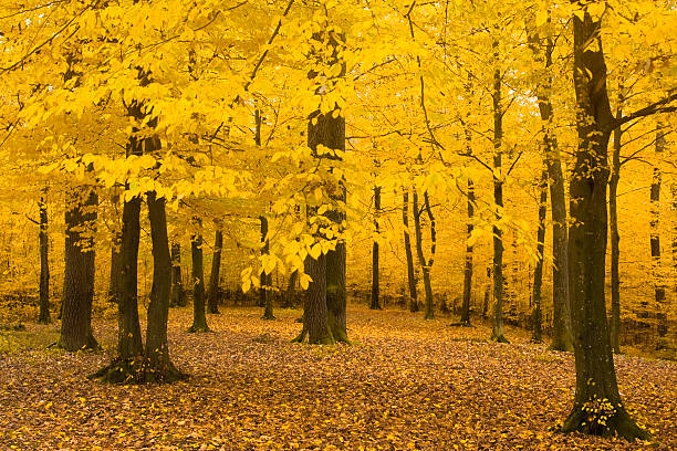 Outono paisagem de floresta com folhas amarelas - foto de acervo