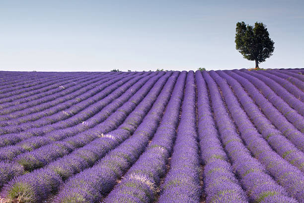 istock Fields of purple Provence and a dull sky 152112291