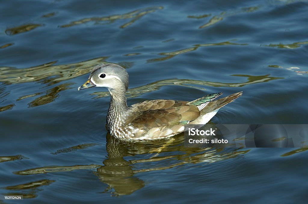 young of mandarin duck Detail of the puppy of mandarin duck Animal Stock Photo