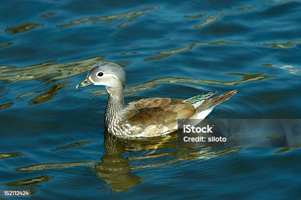 Young Of Mandarin Duck Stock Photo - Download Image Now - Animal, Bird, Color Image