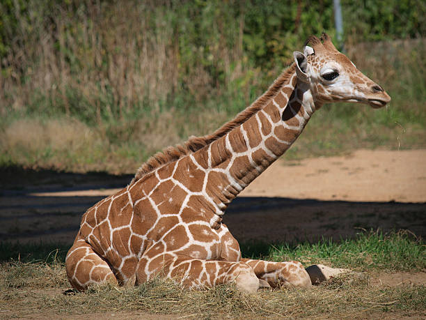 Bebé con Jirafa en reposo - foto de stock