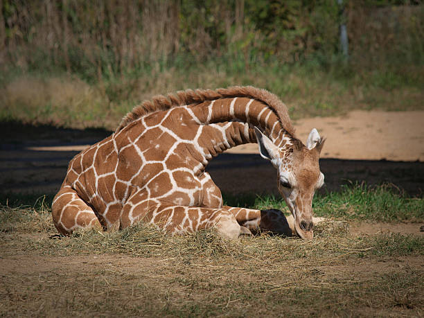 Bebé con Jirafa en reposo - foto de stock