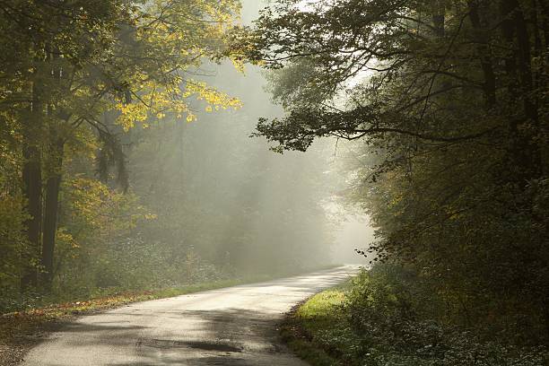 istock Picturesque forest lane at dawn 152112600