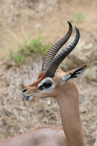 istock Antelope On The Lookout - 6235 152112646
