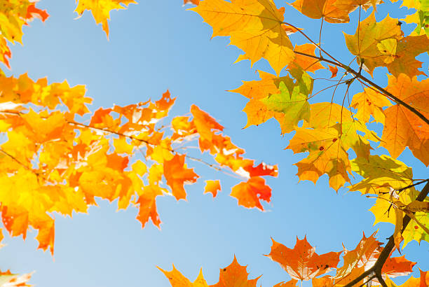 istock Autumn leaves , very shallow focus. 152113119