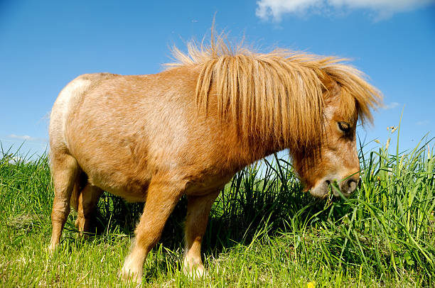 istock Young horse is eating grass 152113552
