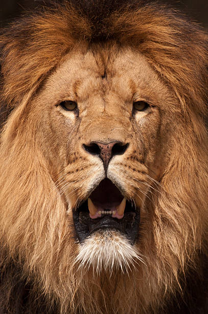 istock Majestic male lion 152113828