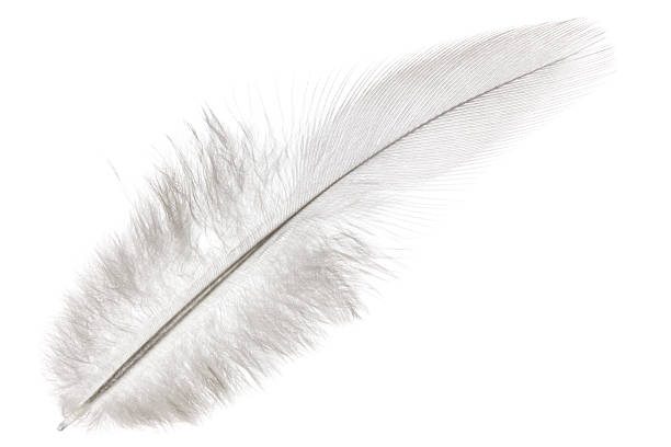 istock Macro of isolated white feather 152114150