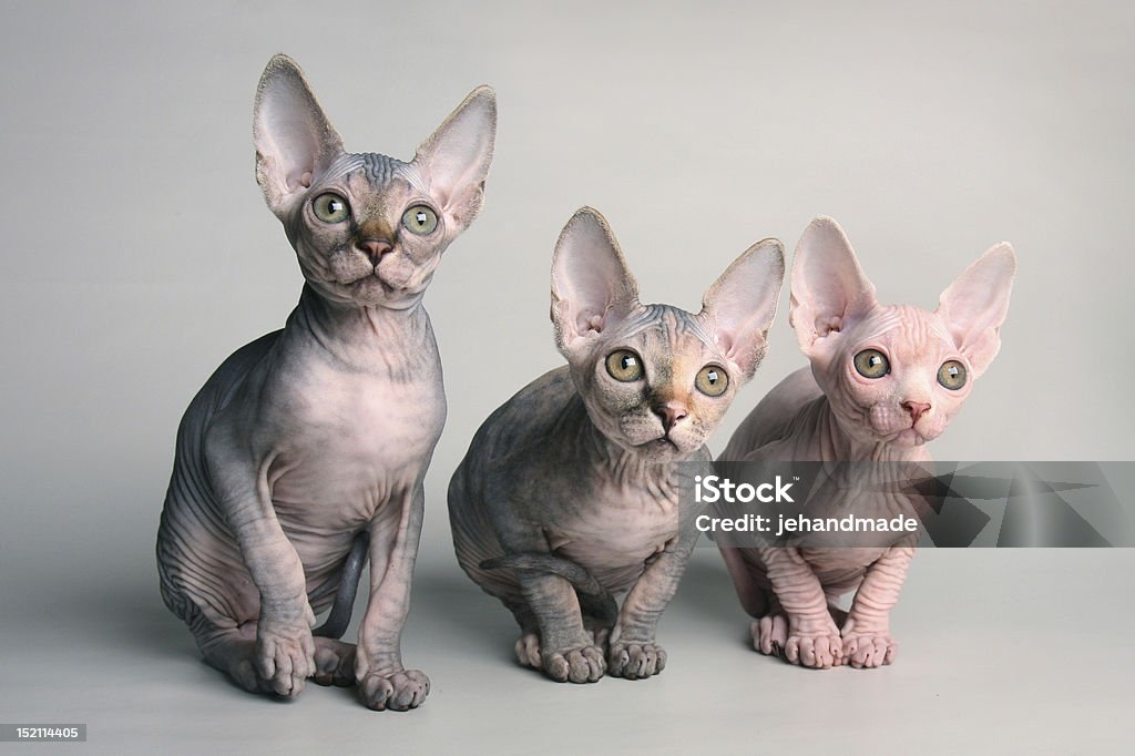 귀여운 스핑크스와 kittens 루킹, 흥미도를 측면 보기 - 로열티 프리 스핑크스헤어리스캣 스톡 사진
