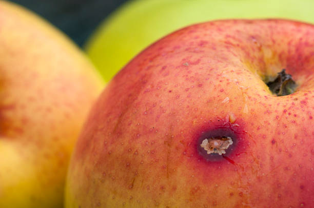 zgniłe jabłka - apple rotting bad apple fruit zdjęcia i obrazy z banku zdjęć