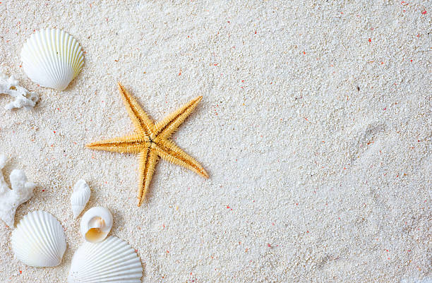 conchiglie e stelle marine - starfish beach white shell foto e immagini stock