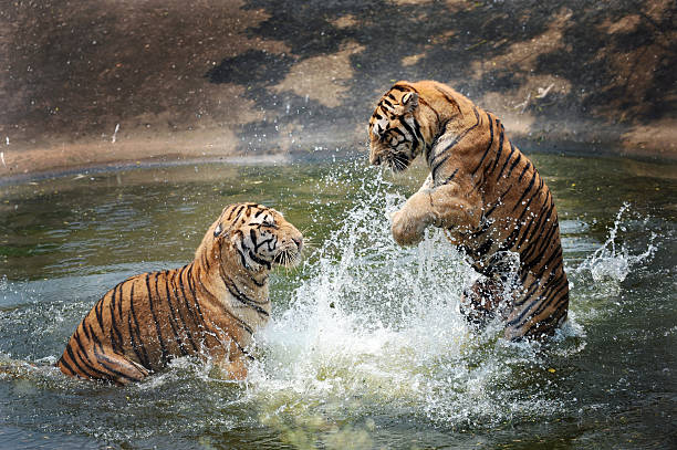istock tigers play in the water 152115599