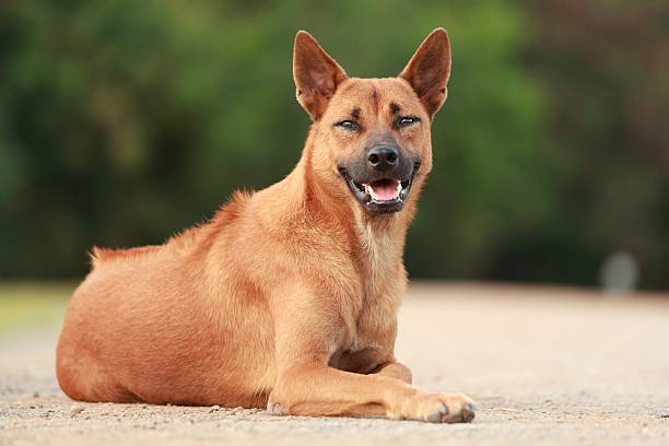 Thai Ridgeback Dog in Happy Emotion stock photo