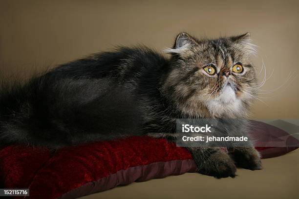 Beige And Black Persian Cat Laying On Bordo Pillow Stock Photo - Download Image Now - Animal, Animal Body Part, Animal Eye