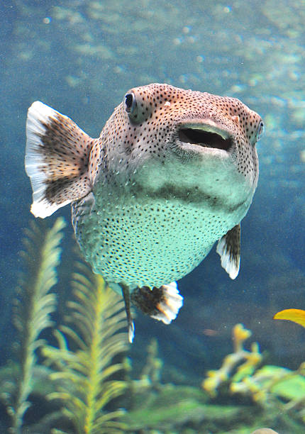 istock Puffer fish swimming in a water tank 152115745