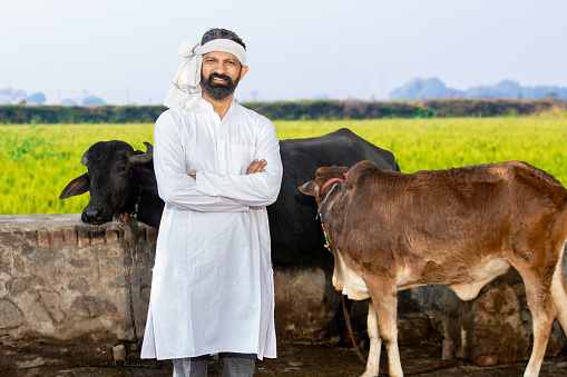 Portrait of young male indian cattle farmer standing cross arms at agriculture field, People and cow animal.