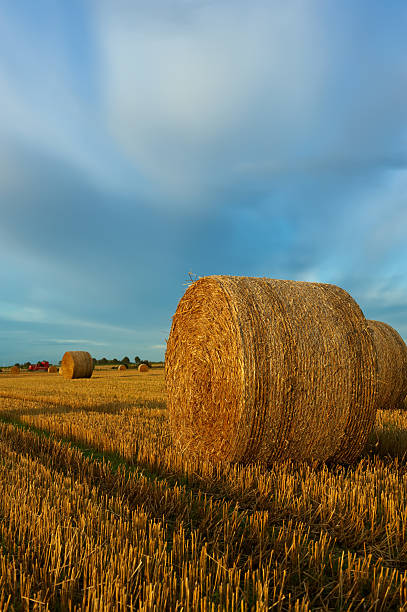 Straw bales on farmland. stock photo