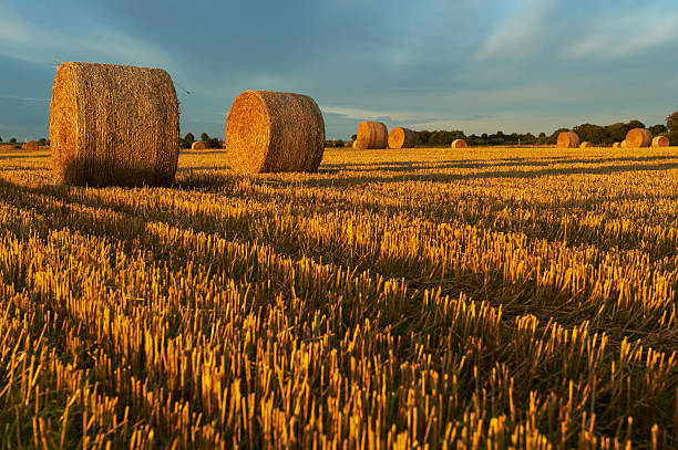 Straw bales on farmland. stock photo