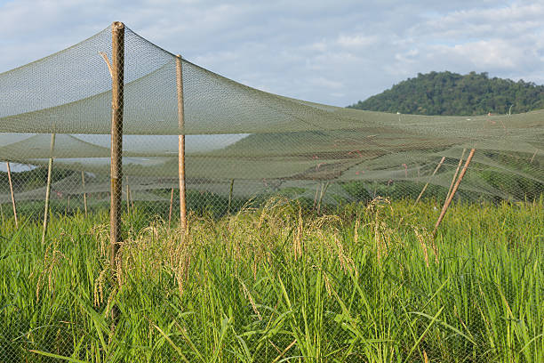 Rice Plantation In The Net stock photo