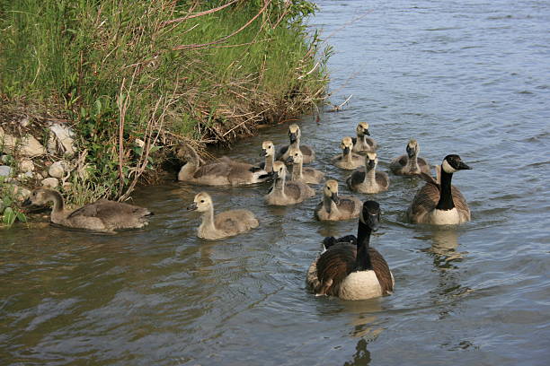 Family of Geese stock photo
