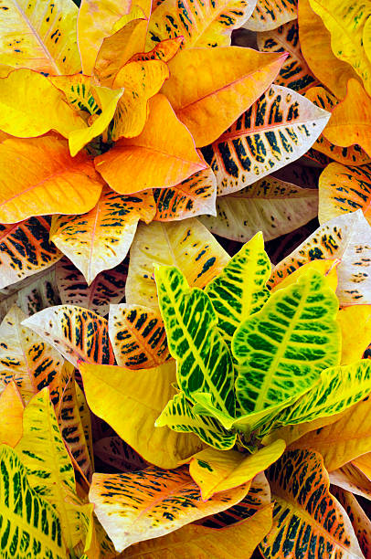 Foliage stock photo
