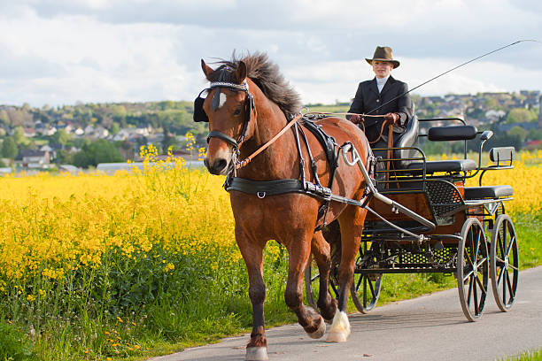 woman horse carriage