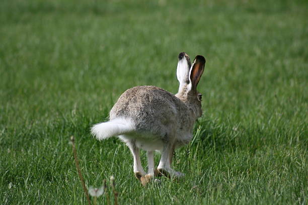 Hopping Rabbit stock photo