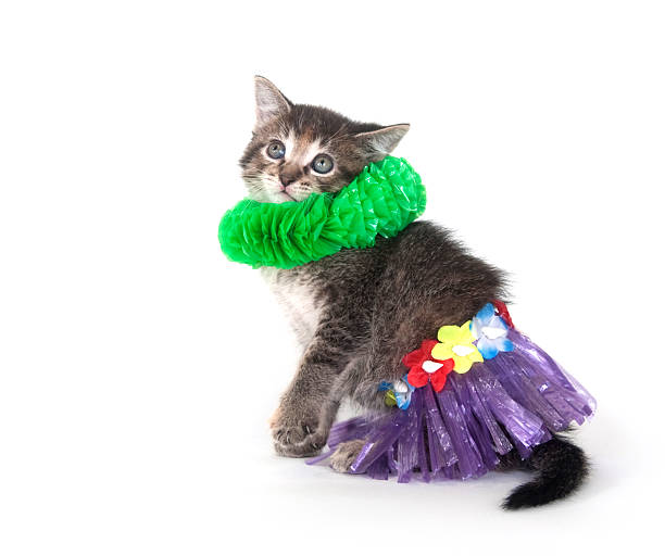 istock kitten with hula skirt and green lay 152116260