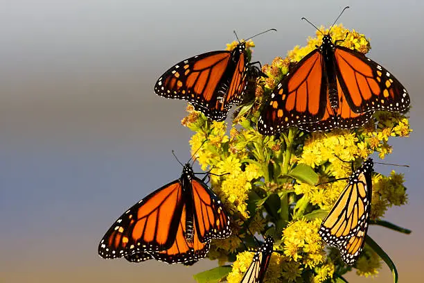 Photo of Monarchs on Godenrod