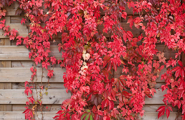 Wild Vine Covered wooden fence during autumn. Overgrown with wild vine. Boston Ivy stock pictures, royalty-free photos & images