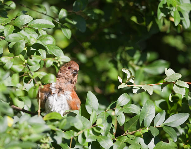 Bird N Bush stock photo