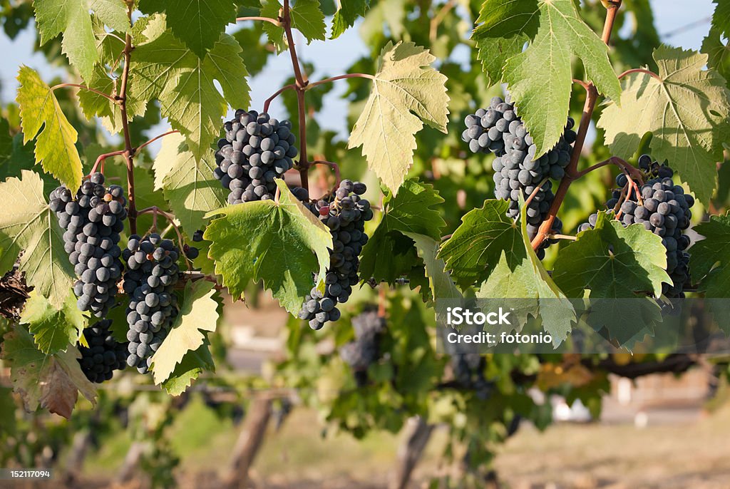 Uvas - Foto de stock de Agricultura royalty-free