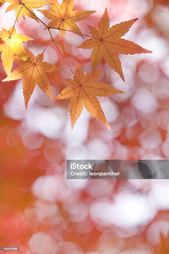 Hojas otoñales - Foto de stock de Abstracto libre de derechos