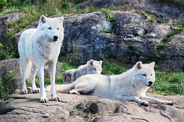 istock Family of Arctic Wolves 152117538