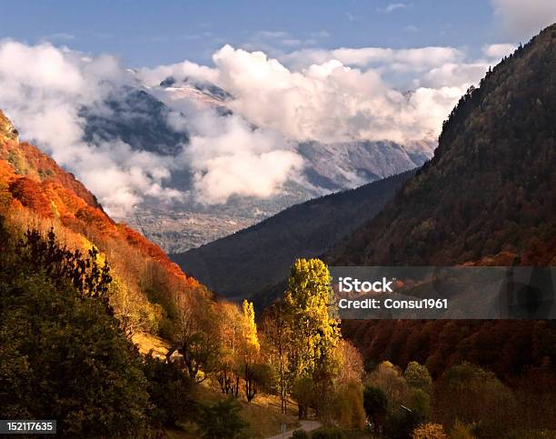 Caída Foto de stock y más banco de imágenes de Boscaje - Boscaje, Castaño - Árbol, Abedul