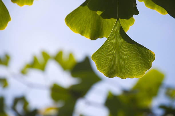 close-up de ginkgo folhas - ginkgo ginkgo tree chinese medicine ayurveda - fotografias e filmes do acervo