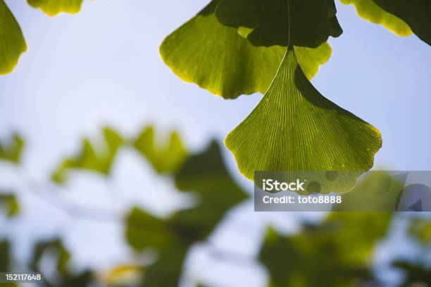 Closeup De Folhas Gingo - Fotografias de stock e mais imagens de Aiurveda - Aiurveda, Amarelo, Ao Ar Livre