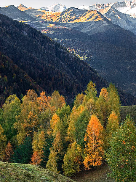 jesień w valley - elm tree autumn leaf tree zdjęcia i obrazy z banku zdjęć