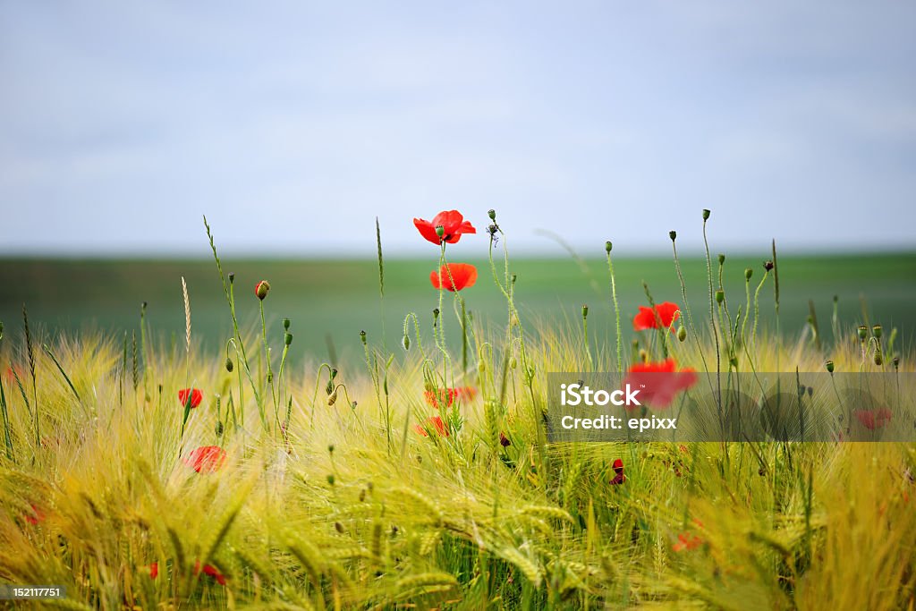 Vert bio pour stimuler et fleurs de pavot - Photo de Agriculture biodynamique libre de droits