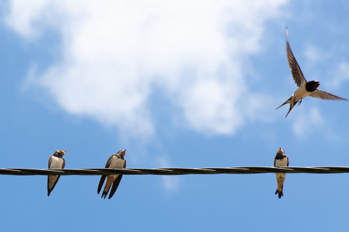 Three swallows on a wire and one taking off
