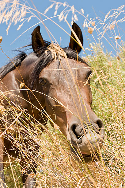 Testa di cavallo marrone - foto stock