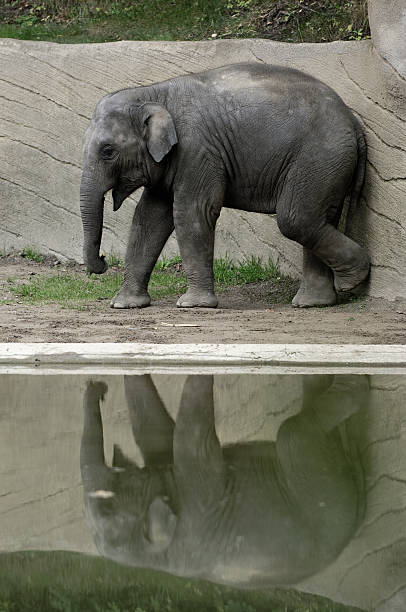 Elephant Baby at lake stock photo