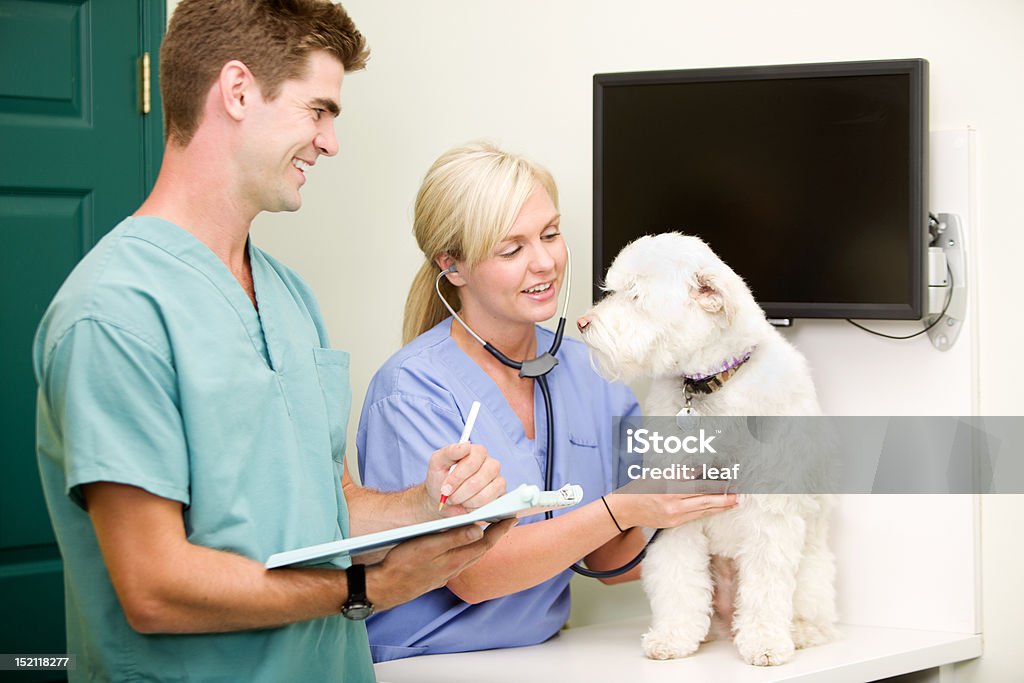 Dog Vet Check-Up A dog at the vet having a check-up Teamwork Stock Photo
