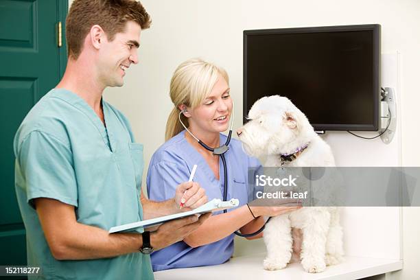 Dog Vet Checkup Stock Photo - Download Image Now - Teamwork, Veterinarian, Adult