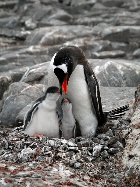 Penguin with Babies stock photo