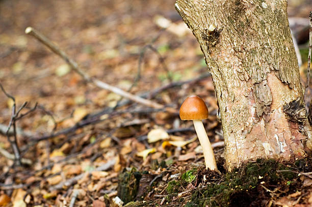 Autumn mushroom stock photo