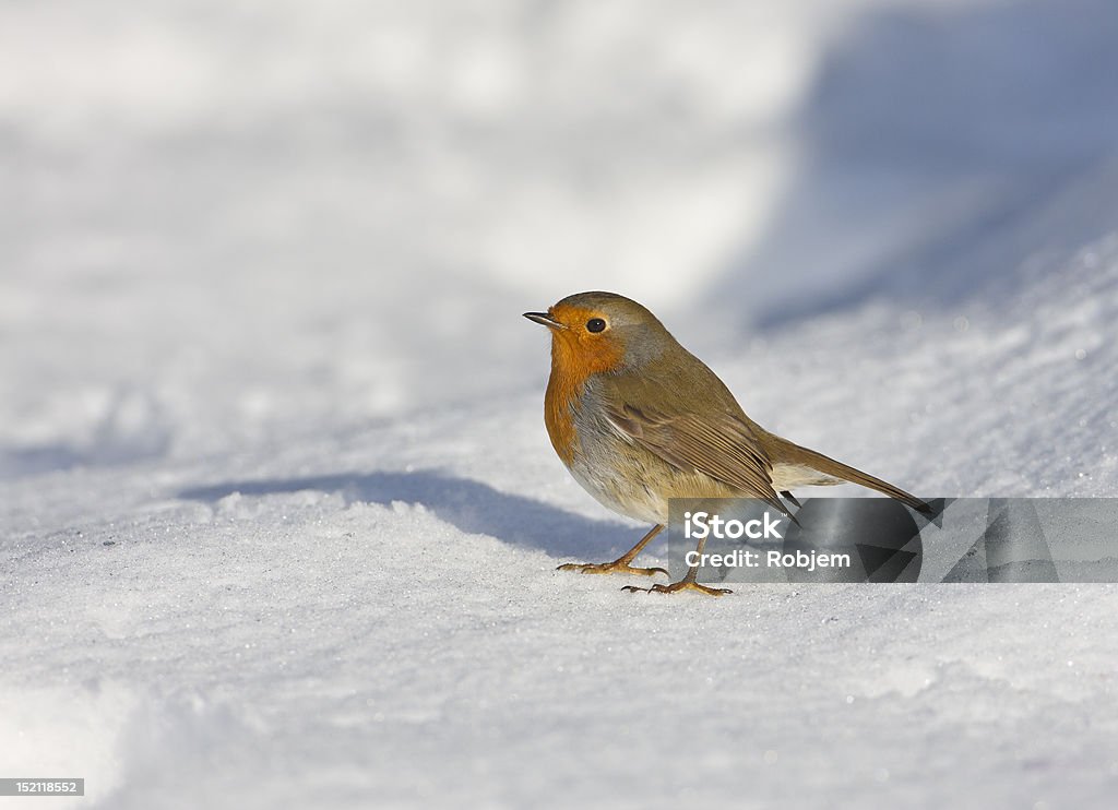 Robin Robin in snow Animals In The Wild Stock Photo