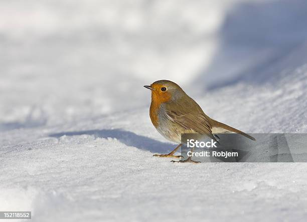 Robin Stock Photo - Download Image Now - Animals In The Wild, Bird, Celebration