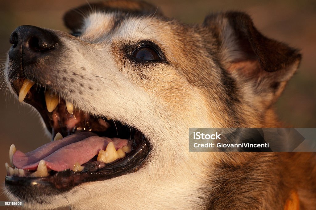 Loyal dog at sunset Close-up image of a very cute dog, sitting in a field and admiring his owner. Animal Stock Photo